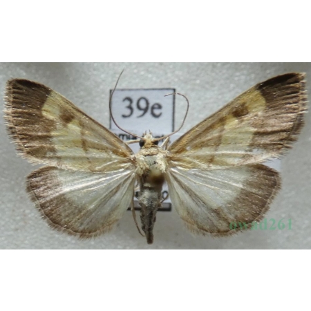 Evergestis limbata (Linnaeus, 1767) Czech39e
